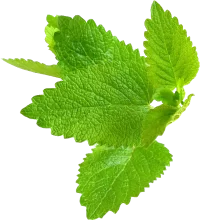 mint-leaf